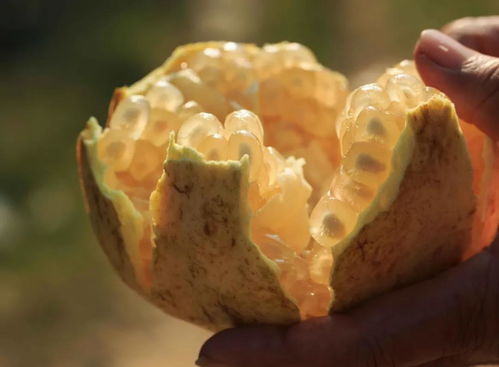 直播預(yù)告 直播專題之 品嘗珠城味道,對(duì)話世界文明